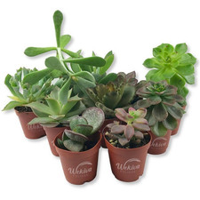 Succulent variety pack for sale  USA