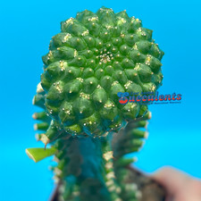 Euphorbia gymnocalycioides gra for sale  Austin