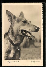 Ansichtskarte schäferhund als gebraucht kaufen  Berlin