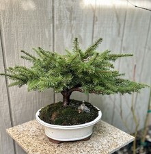 Birdsnest spruce bonsai for sale  Brentwood