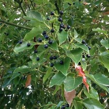 Pianta canfora usato  Terlizzi