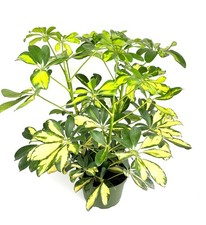 Gold umbrella tree for sale  Castaic