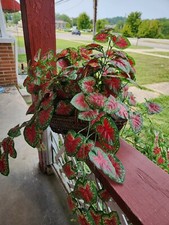 Lifelike artificial coleus for sale  West Baden Springs