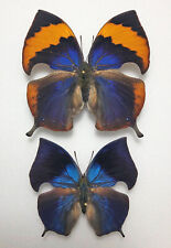 Nymphalidae MEMPHIS XENICA PROMENAEA*****par Nr. 3**** México (papelado) comprar usado  Enviando para Brazil