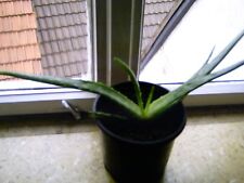 Pflanze aloe vera gebraucht kaufen  Würzburg