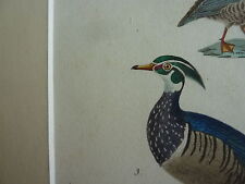 Gravure xixè oiseaux d'occasion  Brioude