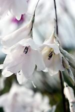 Dierama guinevere for sale  BIDEFORD