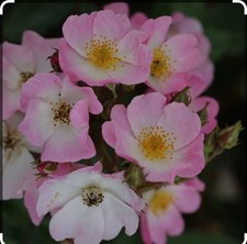 Ballerina rose scented for sale  BIRMINGHAM