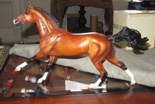 akhal teke for sale akhal teke for sale Portland