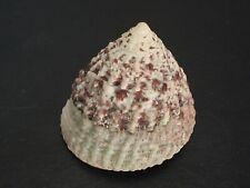 Special color...trochus macula for sale  Lakeland