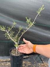 Bursera microphylla large for sale  Oceanside