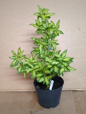 Variegated leaf forsythia for sale  ASHFORD