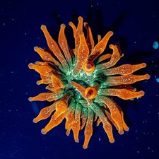 Ultra speckled orange for sale  Winter Springs