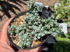 Sedum brevifolium alpine for sale  SCUNTHORPE