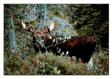 Bull moose photograph for sale  USA