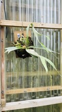 Platycerium staghorn fern for sale  Oakland Gardens