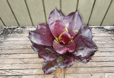 Neoregelia vacation rare for sale  Homestead