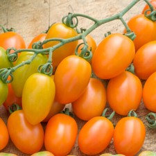 Tomato orange beauty for sale  IPSWICH