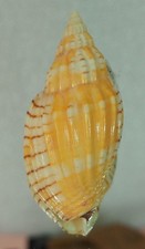 Voluta lyria tulearensis usato  Italia