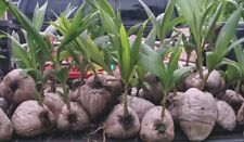 Hawaiian sprouted coconut for sale  Keaau