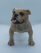 English bull dog for sale  DARWEN