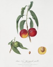 Walnut peach giorgio for sale  USA