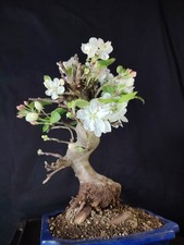 Bonsai melo giapponese usato  Cison di Valmarino