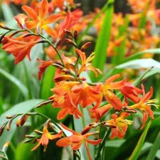 Monbretia crocosmia lucifer for sale  LLANIDLOES