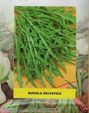 1000 semi rughetta usato  Roma