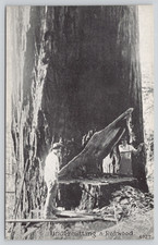 Postcard undercutting redwood for sale  Wynantskill