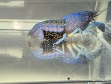 Pregnant berried electric for sale  Naples
