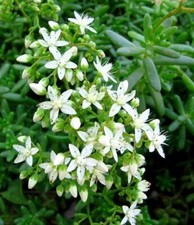 Sedum album white for sale Sedum album white for sale  BURTON-ON-TRENT
