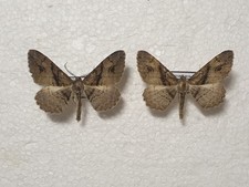 Alcis deversata bastelbergi gebraucht kaufen  Guben