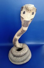 Taxidermy cobra snake for sale  BLACKPOOL