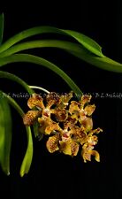 Vanda lombokensis for sale  Miami
