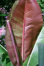 Musa sikkimensis bengal for sale  WELSHPOOL