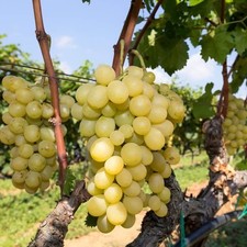 Vitis muscat reine d'occasion  Pouzauges