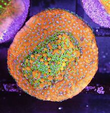 Gold rush montipora for sale  CLACTON-ON-SEA