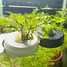 Aquarium floating planted for sale  ACHARACLE