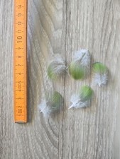 Grüne vogelfeder papageienfed gebraucht kaufen  Haarbach