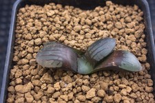 Succulent haworthia springbokv for sale  Albrightsville