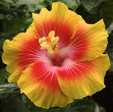 King kamehameha tropical for sale  Waterloo