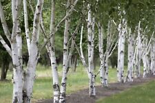 Betula utilis himalaya gebraucht kaufen  Westerstede