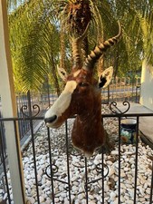 South african black for sale  Miami