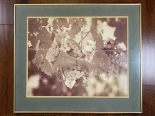 White grapes vine for sale  Las Vegas