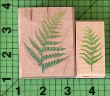 Monkey paw fern for sale  Belvidere