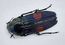 Buprestidae strigoptera bimacu gebraucht kaufen  Wadern