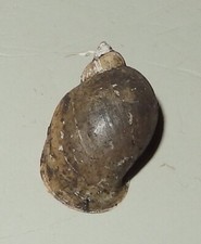Lymnaea torquila lymnaeidae for sale  Shipping to United Kingdom