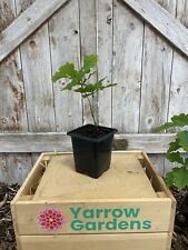 English oak trees for sale  CHORLEY