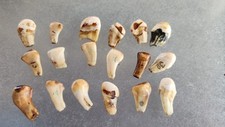 Elk teeth ivory for sale  Bloomfield